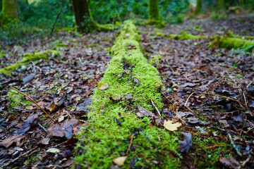 Close up of moss gorwing on fallen logs in woodland