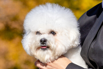 Small white fluffy dog breed Bichon Frize in the mistress in his arms