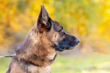 Dog breed German Shepherd with an attentive look, a portrait of a dog in profile