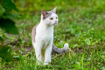 Naklejka na ściany i meble White spotted cat in the garden on green grass