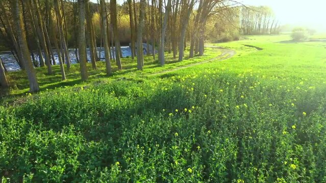 rapeseed (Brassica napus) cultivation and  poplar grove close to Ega river in a rural area. Drone view. Iguzquiza, Navarre, Spain, Europe.