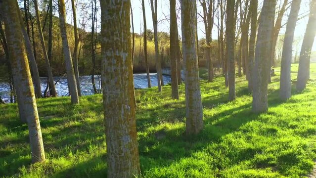 Poplar grove close to Ega river in a rural area. Drone view. Iguzquiza, Navarre, Spain, Europe.