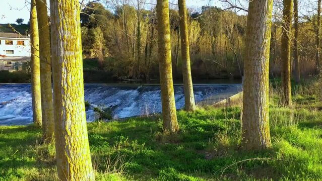 Poplar grove close to Ega river in a rural area. Drone view. Iguzquiza, Navarre, Spain, Europe.