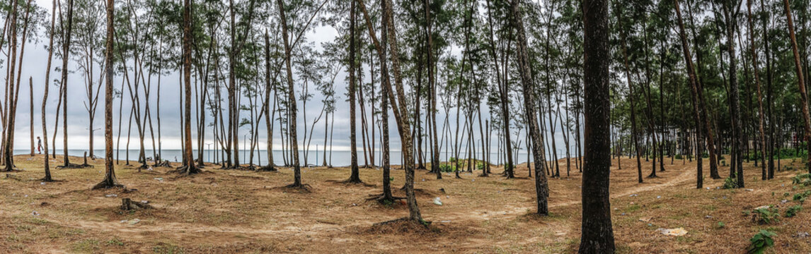 Pine forest on sand beach of some sea side at the coastal area of Digha, West Bengal, India.