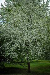 Fototapeta na wymiar Apple tree blooming in the park