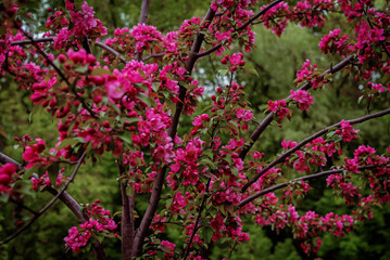 Apple tree blooming in the park