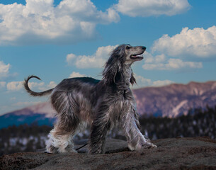 tahoe afghan dog with the blue sky and clouds