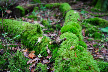 Close up of moss gorwing on fallen logs in woodland