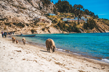 Fototapeta premium isla