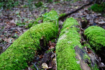 Close up of moss gorwing on fallen logs in woodland