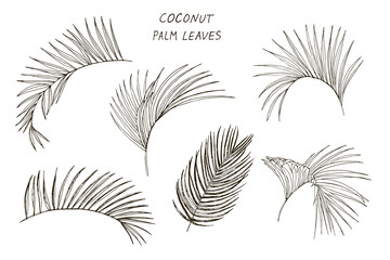 Coconut Palm leaves illustrations vector line set