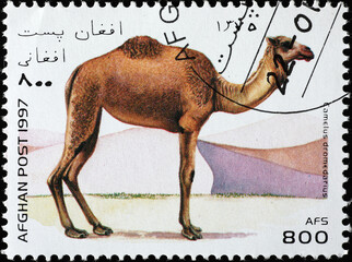 Dromedary on afghan postage stamp