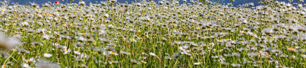Chamomiles