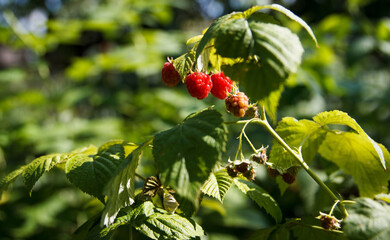 Berries of red sweet, tasty raspberries and not ripe berry sour on branches in the garden