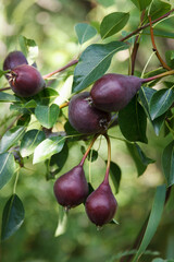 Red pears grow and ripening on a tree in a beautiful fruit garden
