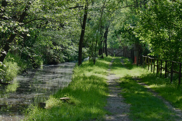 sentiero nel bosco con fiume