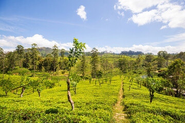 Obraz premium Tea plantation