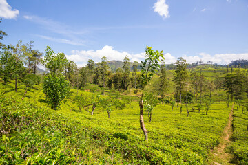 Naklejka premium Tea plantation