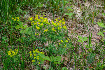 Closeup shot of yellow Cypress spurge plant on the field
