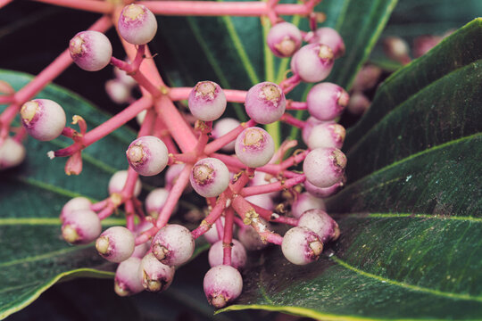 Melastomataceae