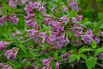 Flowers of pink weigela