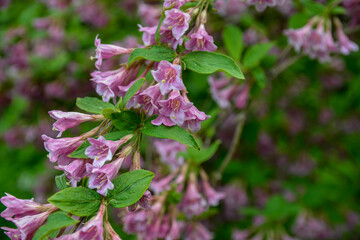Flowers of pink weigela