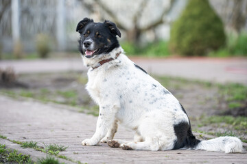 Dog playing outside smiles. Curious dog looking at the camera. Close-up of a young mix breed dog...