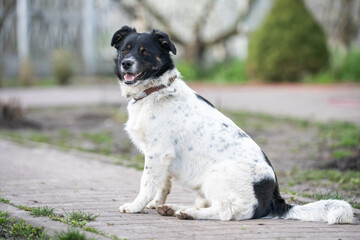 Dog playing outside smiles. Curious dog looking at the camera. Close-up of a young mix breed dog head outdoors in nature sticking out his tongue. Homeless mongrel dog waiting for a new owner.