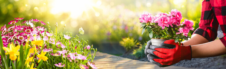 Planting Flowers In Sunny Garden. Spring Gardening Concept - obrazy, fototapety, plakaty