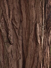 bark of a tree