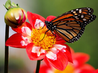 monarch butterfly on flower