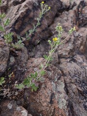 plant in the rock