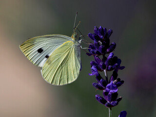white butterfly on a purple flower