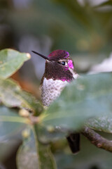 hummingbird on a branch