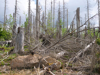 Tree dieback in the Harz National Park near the Brocken on the Achtermannshoehe in Lower Saxony..