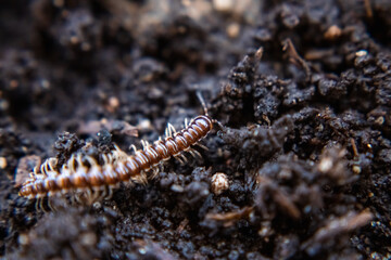 macro of a worm
