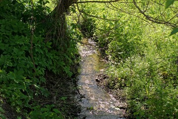 a small stream with clear water among green grass and vegetation in nature