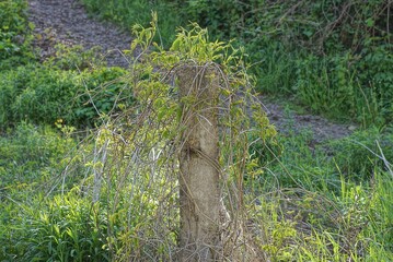 one old gray concrete pillar in the grass overgrown with green vegetation on the street