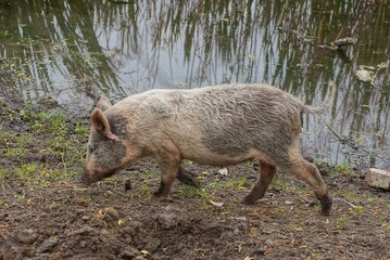 one big gray dirty pig stands on the ground on the shore near the water of the lake