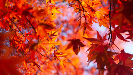 Naklejka na ściany i meble Autumn foliage red and orange tree canopy