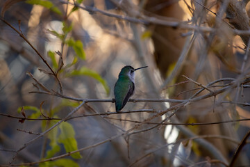 hummingbird on branch