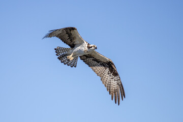 osprey in flight