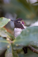 hummingbird on a tree