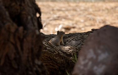trunk of a tree with a squirrel 