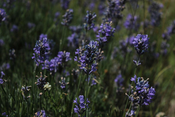 lavender flowers close-up on a field under the scorching sun