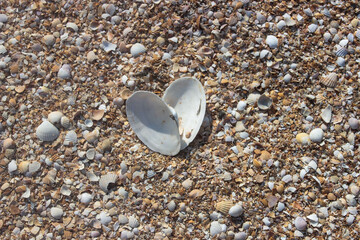 heart-shaped seashells on the beach in the sun on a warm day