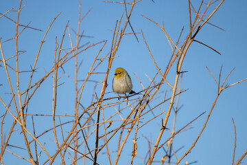 bird on a branch