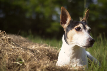 Jack Russel Mischling