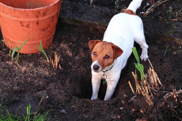 Fototapeta premium The dog in the yard is digging a hole. Pies na podwórku kopie dziurę.