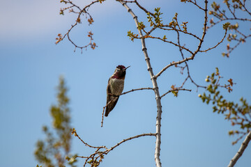 hummingbird on branch 